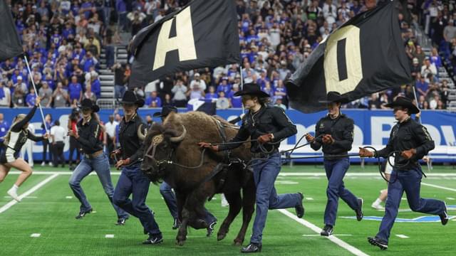 Ralphie VII to Debut as Colorado’s New Live Mascot
