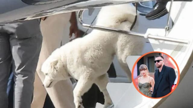 Taylor Swift, Travis Kelce Spotted With New Dog After Wedding