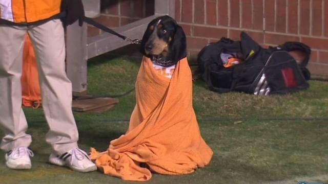 Tennessee Retires Smokey XI After Mascot Struggles With Stadium Noise
