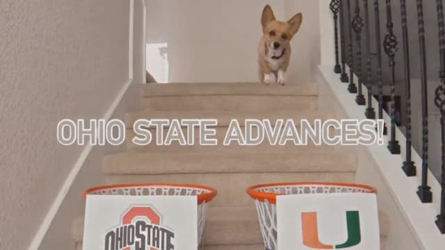 Air Corgi aka Steph Furry Predicts Ohio State Over Miami in CFP Showdown